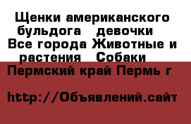 Щенки американского бульдога ( девочки) - Все города Животные и растения » Собаки   . Пермский край,Пермь г.